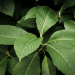 daun kratom