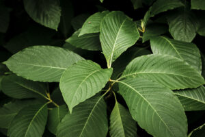 daun kratom